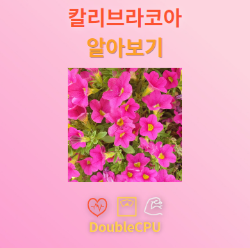 칼리브라코아 꽃말 및 탐구