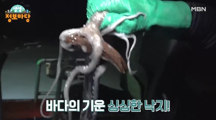 이 맛에 살지 낙지 요리 한상, 낙지 육회 탕탕이, 연포탕, 낙지볶음, 낙지호롱이 전남 목포 맛집 추천