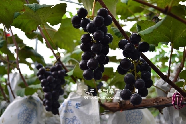 포도 효능 부작용