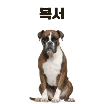 복서(Boxer) 이미지
