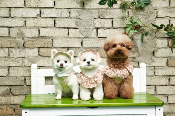 반려동물 입양 전 필수 확인 사항 6가지