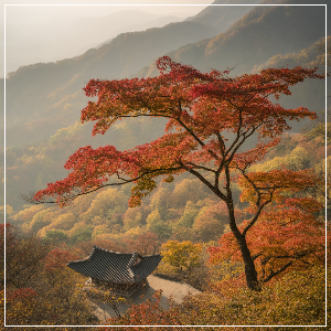 2025년 단풍 절정 시기 – 영남권 단풍 명소 가상 이미지