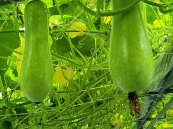 박 재배 직파 심기 순 따기 말림 보관_5