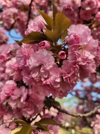 겹벚꽃 개화시기 숨겨진 명소_13