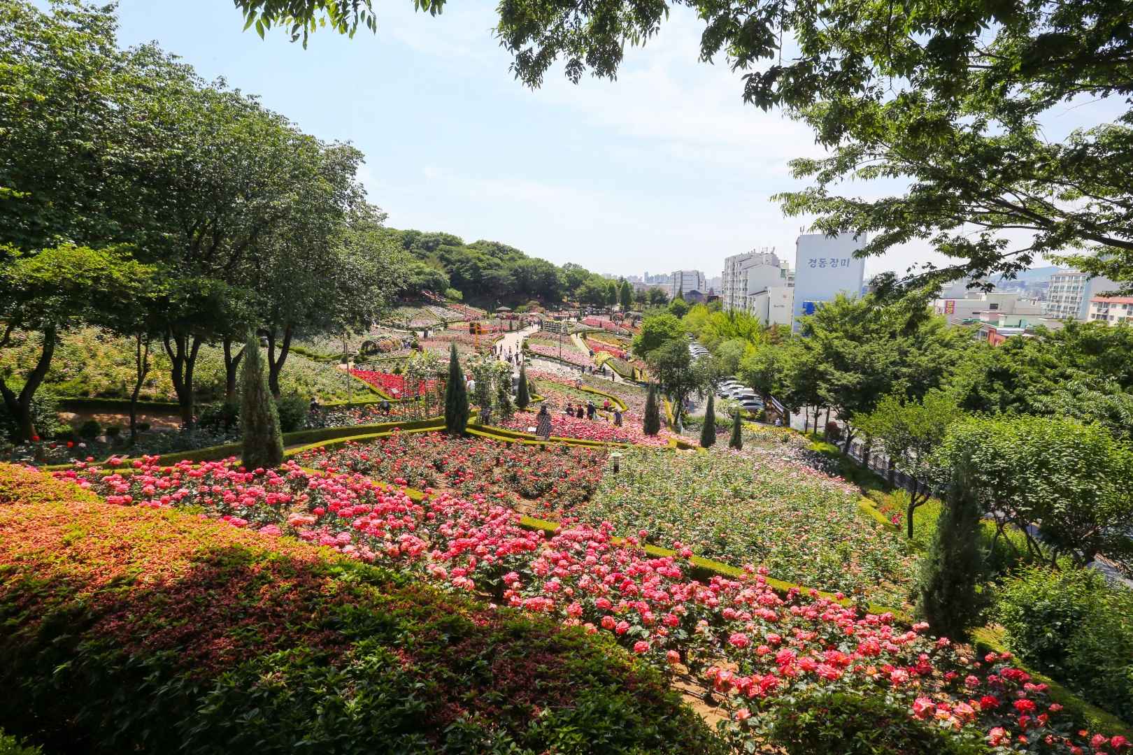 부천 백만송이장미원