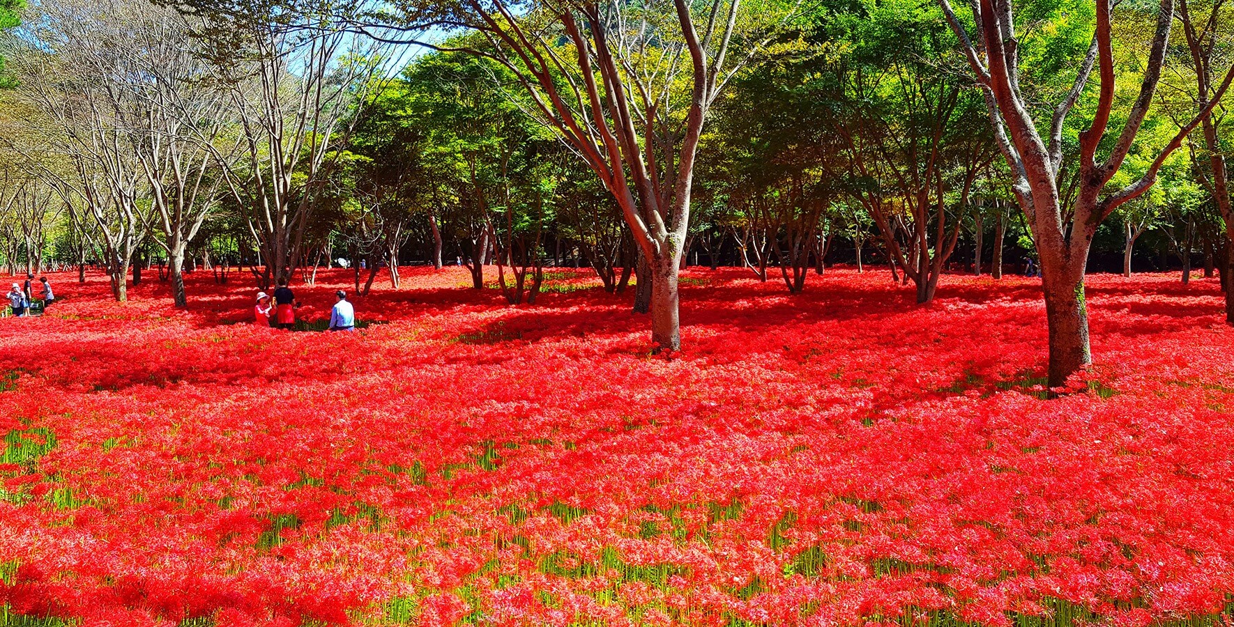 영광불갑산상사화축제