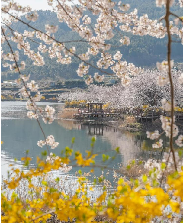 2025 벚꽃 개화시기