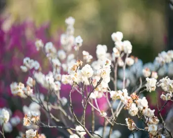 매화꽃 개화시기_15