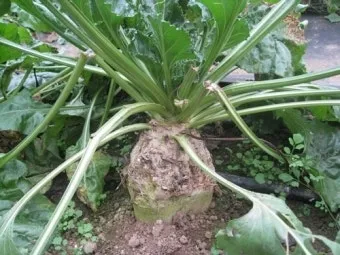 사탕무 재배 봄 파종 당도 관리 수확 보관_8