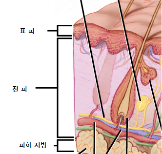 피부 구조
