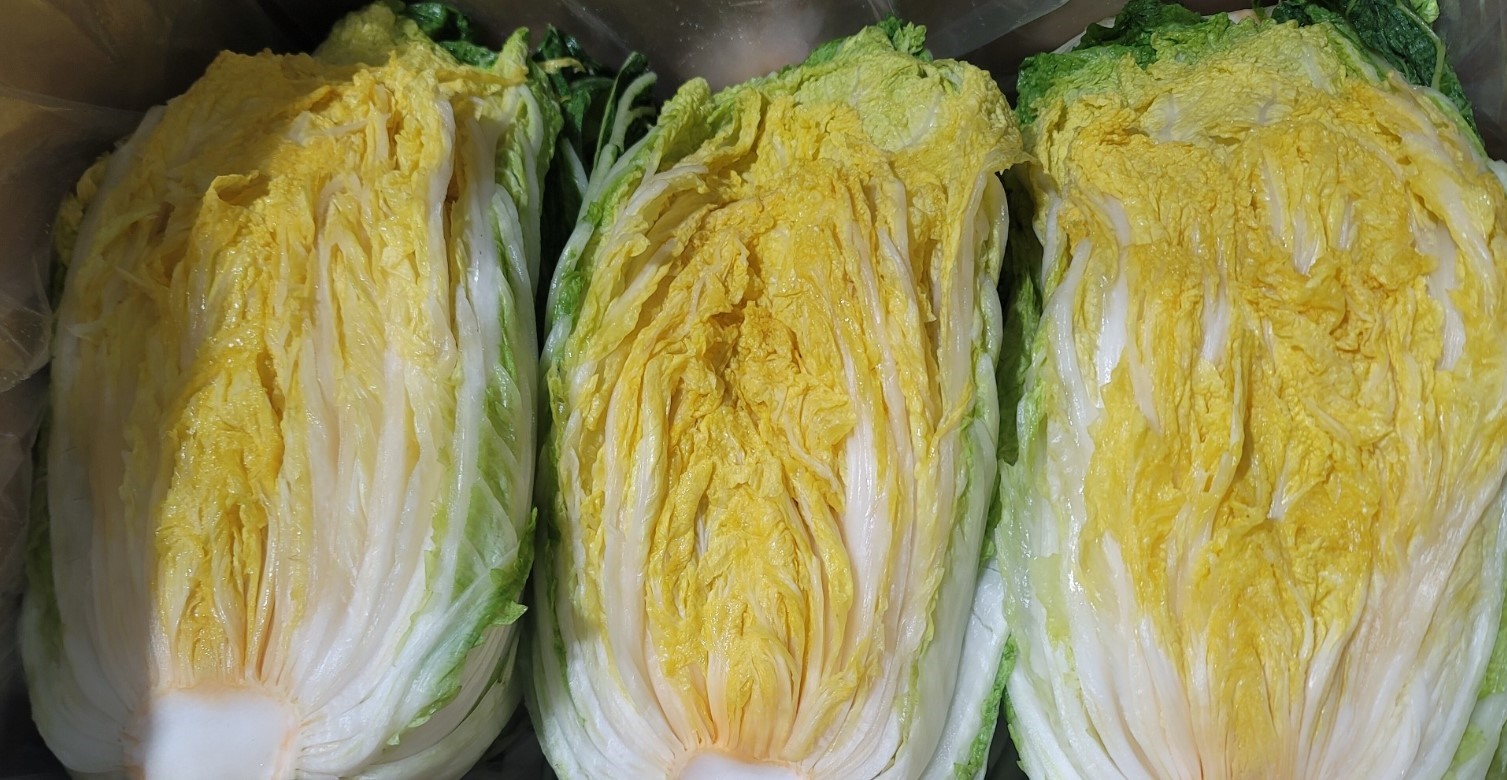 강원도 고랭지 절임배추 주문 