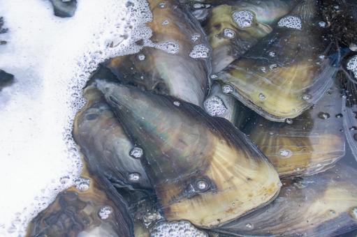 물에 들어있는 키조개