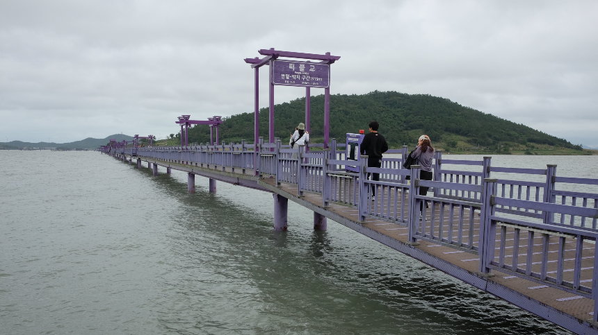 신안 퍼플섬 여행 가이드 - 보랏빛 낭만 속으로!