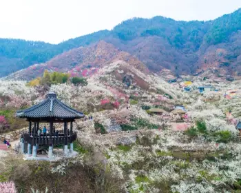 광양 매화축제_9