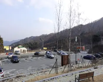 인제 자작나무숲_25