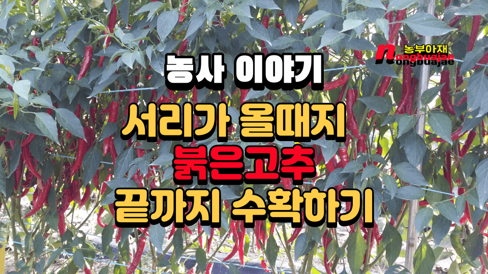 농사이야기 서리가 올때까지 붉은고추 끝까지 수확하기