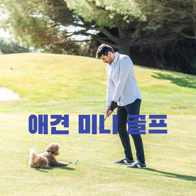 애견 미니 골프