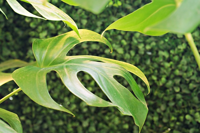 반려식물로 공기 정화하기: 실내 공기를 깨끗하게 만드는 식물 TOP 7