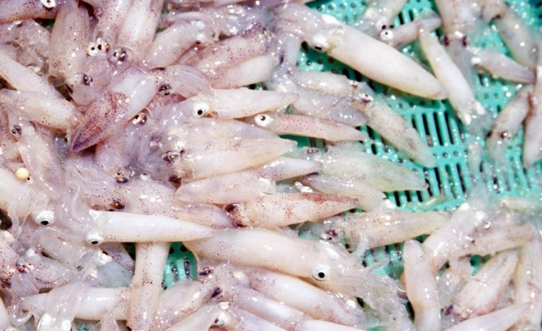 꼴뚜기효능 갑오징어효능 장항항 수산물 꼴갑축제