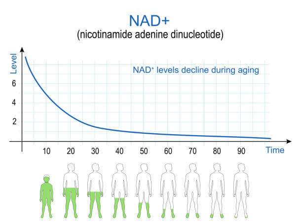 NMN의 효능 NMN[니코틴아마이드 모노뉴클레오티드]의 비밀: 젊음의 열쇠를 찾아서