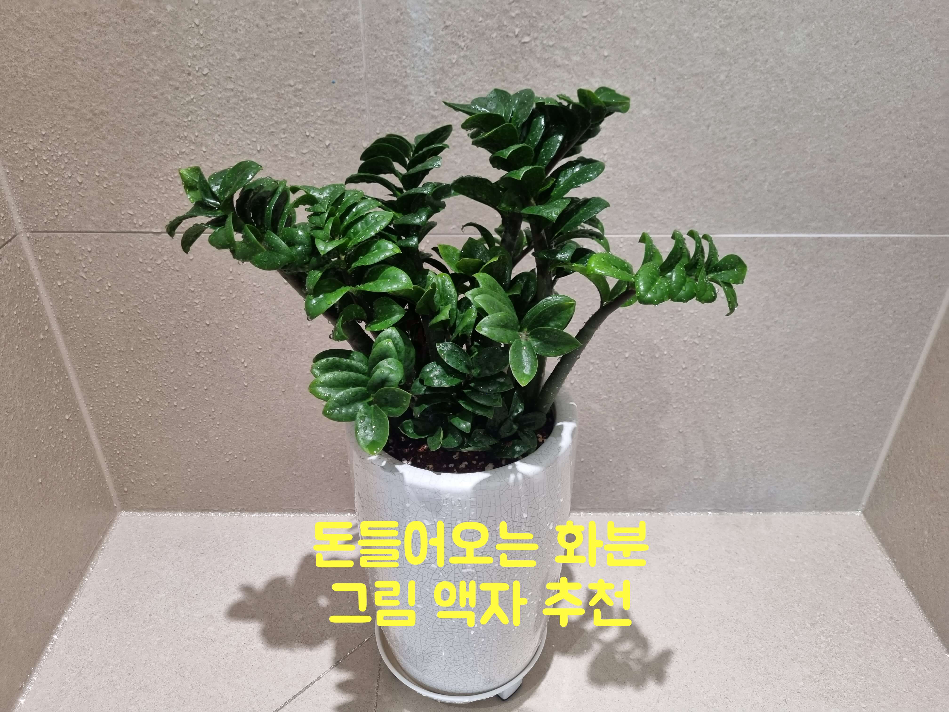 돈들어오는 화분