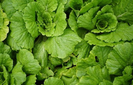 김장배추 심는시기 파종시기