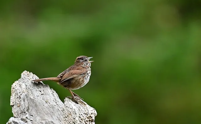 7080 노래방 애창곡 100 선곡 리스트_4