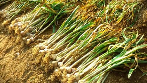 마늘-효능-효과