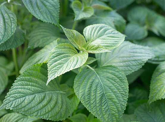 들깨심는시기 중부 남부 지방 들깨 모종 파종 시기 씨앗 심기 재배 방법 총정리 2