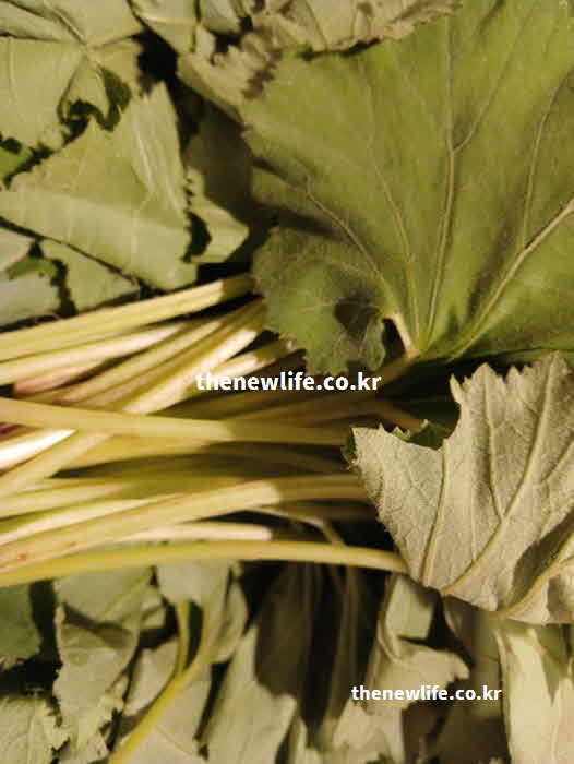 머위 효능 혈압 조절 칼륨