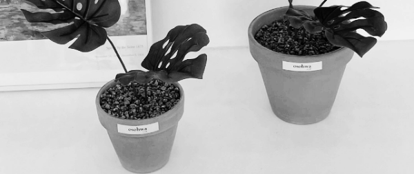 몬스테라 물주기: 흙의 표면이 마르면