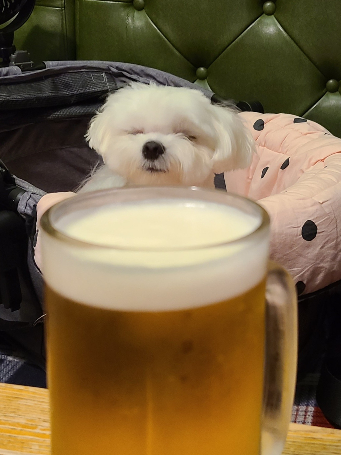 애견동반술집 벙커