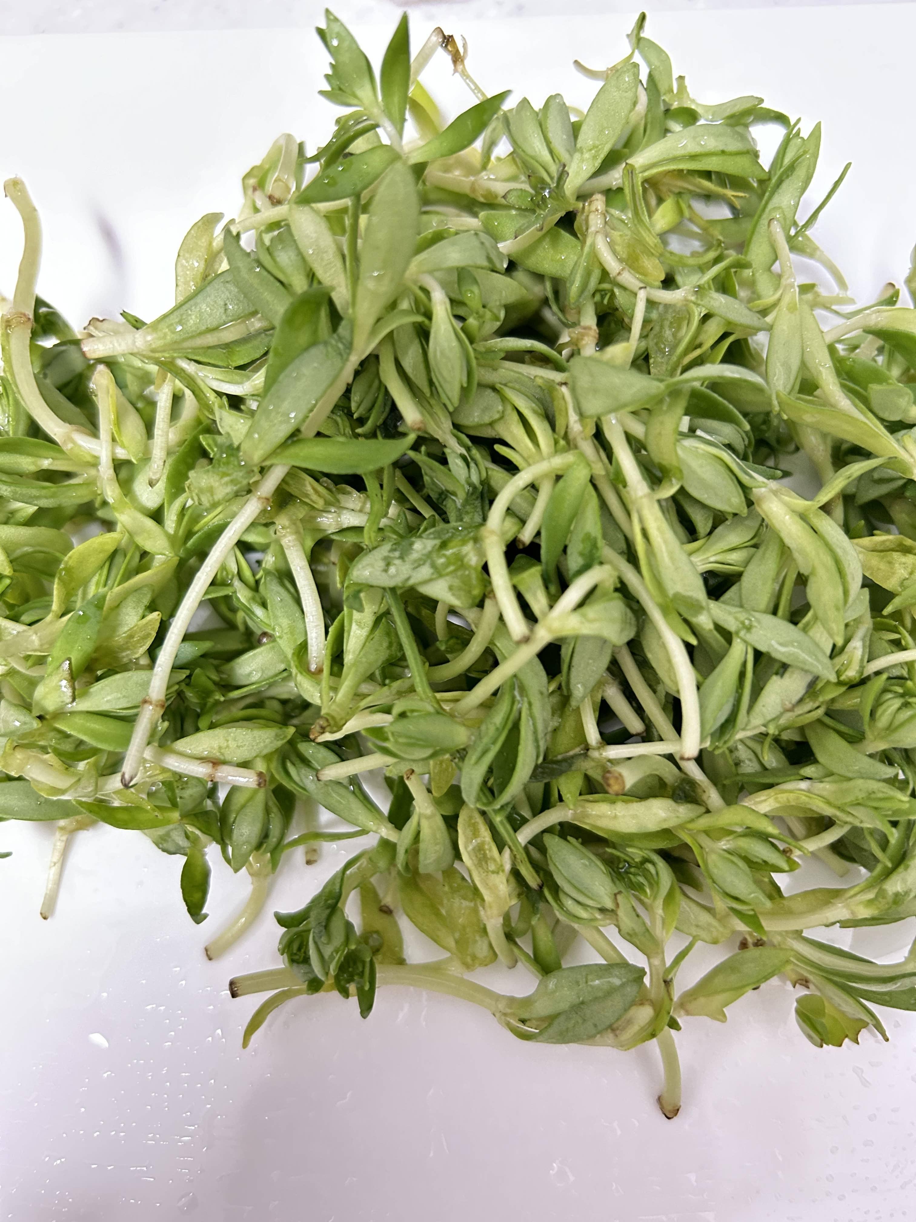 돌나물효능,돌나물먹는법,돌나물요리,돌나물레시피,돌나물보관하는법,돌나물부작용,돌나물영양소,돌나물제철,돌나물무침,돌나물전,돌나물국,돌나물비빔밥