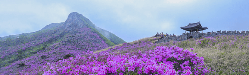 2024 황매산철쭉축제 행사일정 가는길 주차장