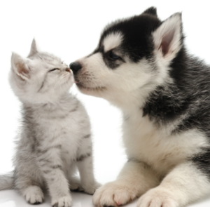 강아지와 고양이 합사 하는 방법