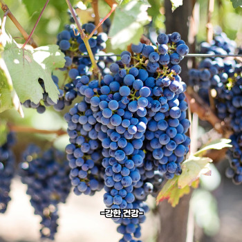포도 효능