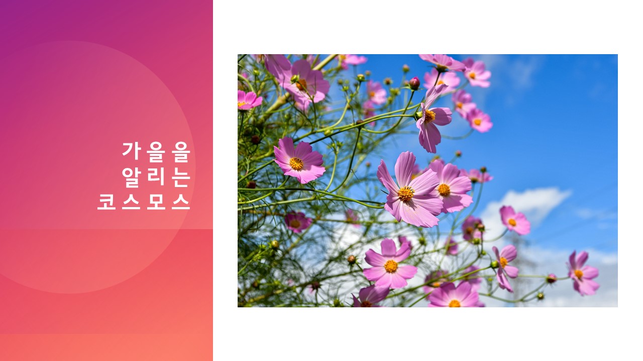 가을을 알리는 코스모스
