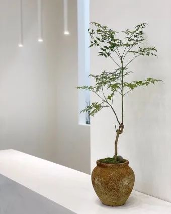 화분 여행 전 관리 급수준비 조명타이머 통풍점검 안심외출 체크_10