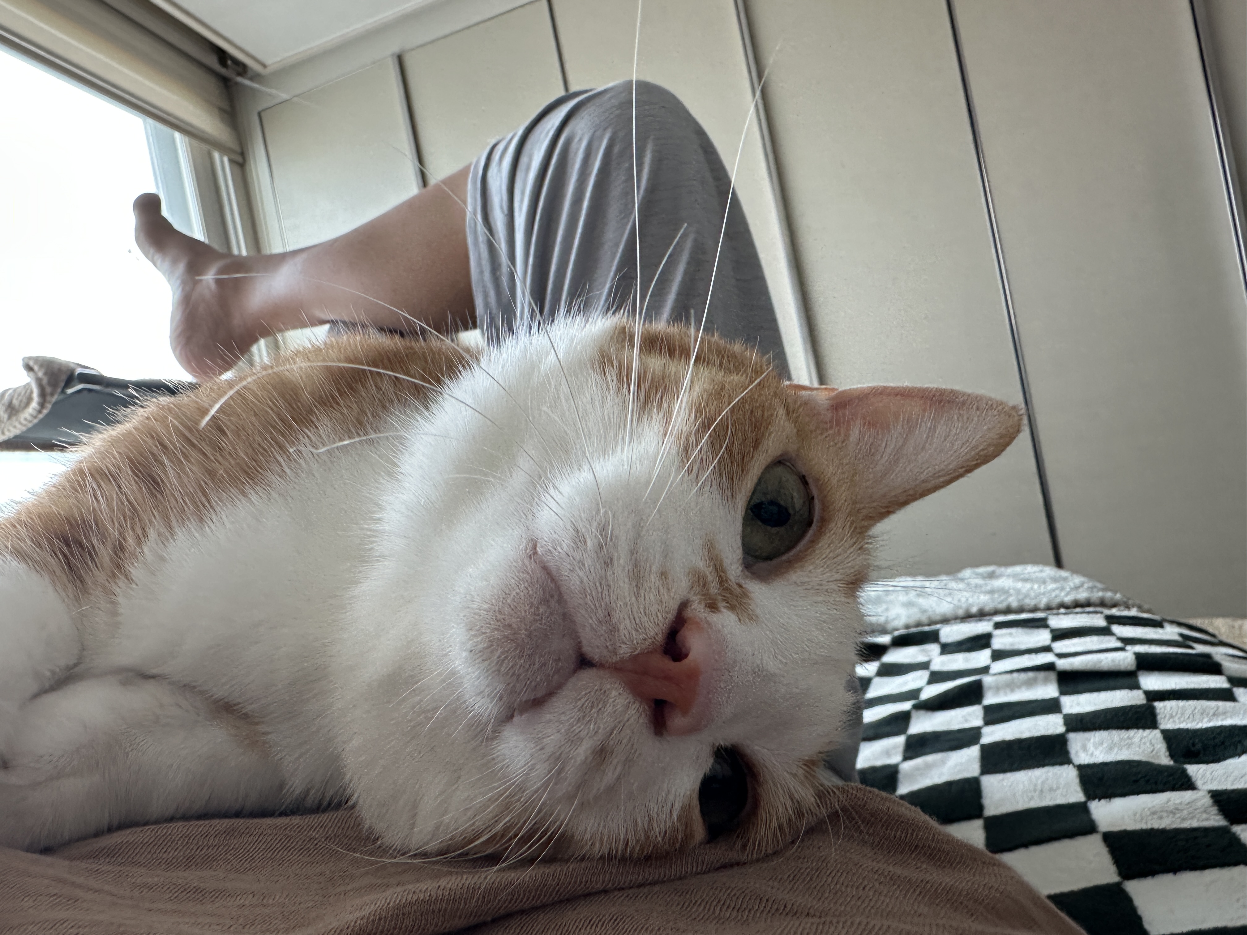 엄마_배_위로_올라와서_엄마한테_애교부리는_호야_5