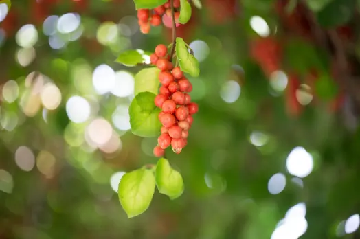 오미자 효능 및 먹는 방법 주의점