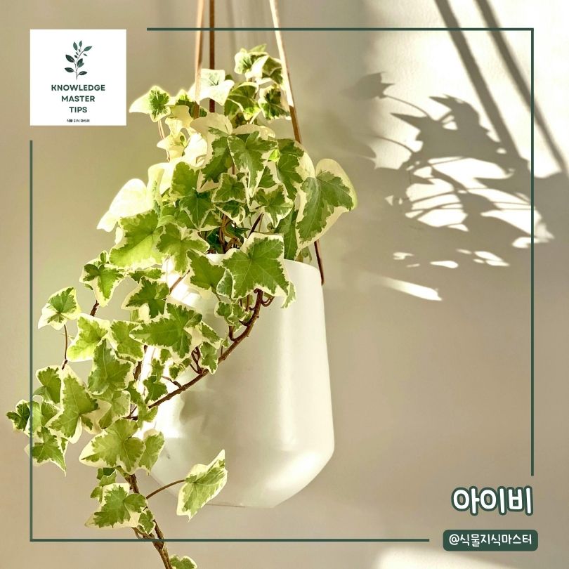베란다에서 키우기 쉬운 식물 - 아이비