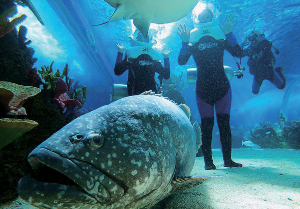 세부 여행 추천 세부 오션 파크