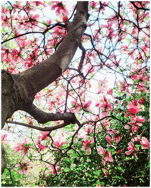 낙동제방벚꽃길