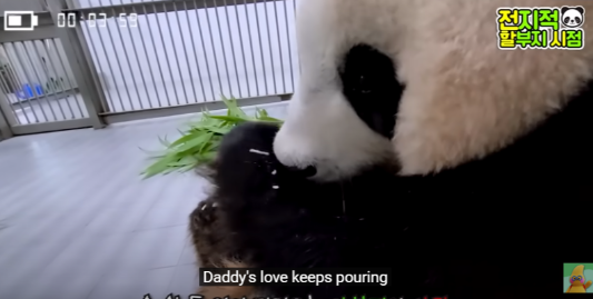 푸바오 생일잔치 판다 번식기