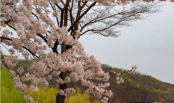 용인 벚꽃 
