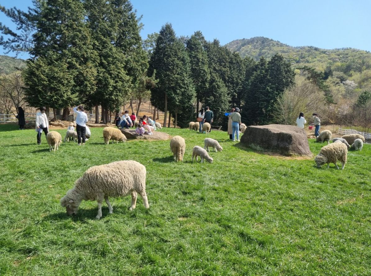남해양떼목장 양마르뜨언덕