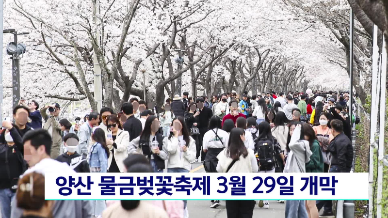 양산 황산공원 물금벚꽃축제 일정 및 행사 프로그램 안내