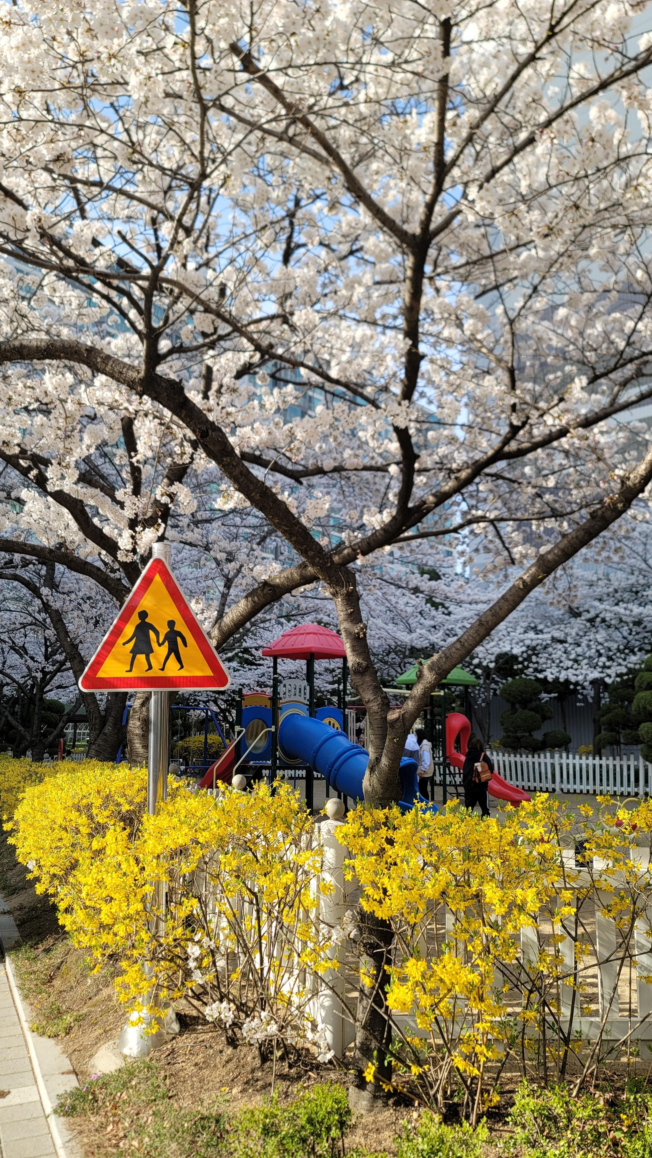 수원 숨은 벚꽃 명소