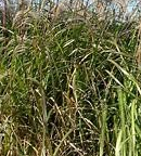 전국 수목원 BEST 5 – 자연의 품으로 떠나는 진짜 힐링 여행