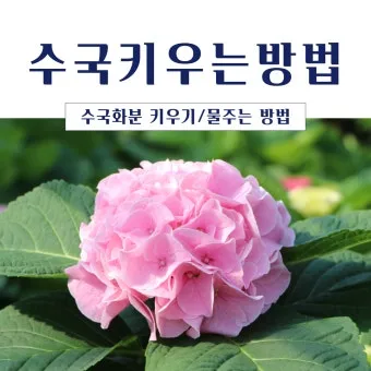 수국 키우는법 개화시기 삽목시기 가지치기 화분 물주기_2